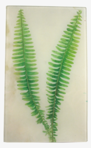 Painted Fern Painted Fern - Horsetail