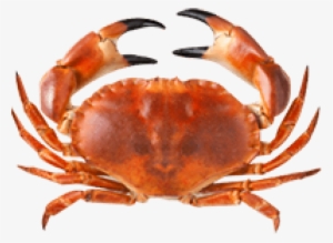 Free Png Crab Png Images Transparent - Once You See It You Can T Unsee It Car