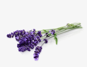 Endiglow Gua Sha & Cupping Oil Lavender Essential