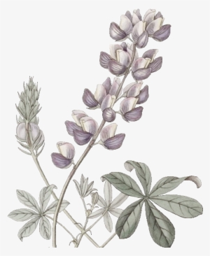 Edwards Lupinus Colorel Png - Illustration