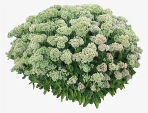 White Hydrangea Bush Png