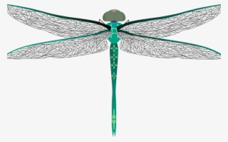 Dragonfly, Bug, Insect, Darning Needle - แมลงปอ Png