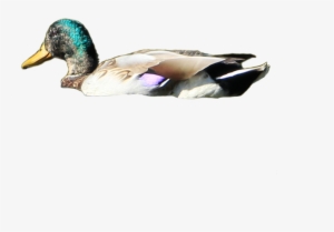 Png Ducks Transparent Images - Duck Png