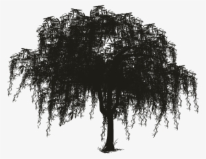 Spanish Woody Plant Silhouette Oak Transprent Free - Spanish Moss Tree Silhouette