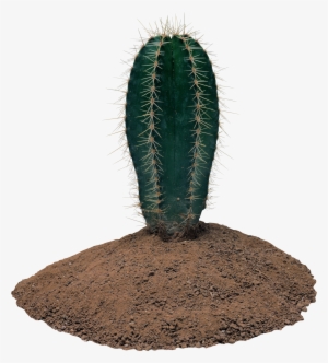 Cactus With Transparent Background