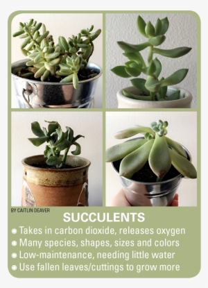 Succulent Plant