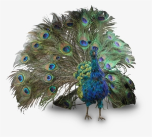 9 Png - Peafowl