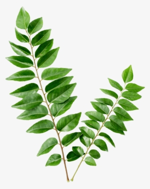 Curry Leaf Kari Patta