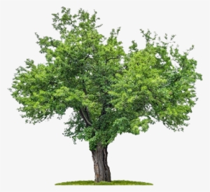 Png Plan Trees - Mulberry Tree Png