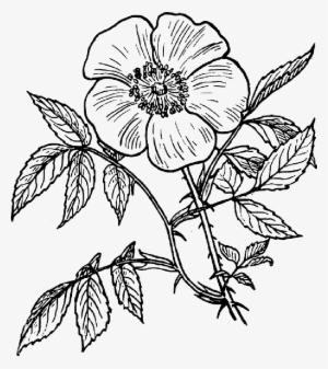 Mb Image/png - Flower Line Art Transparent
