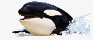 Killer Whale Image Png
