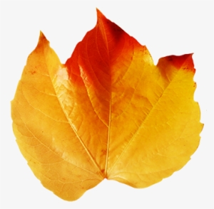 Realistic Clipart Leaf - Real Fall Leaves Clip Art