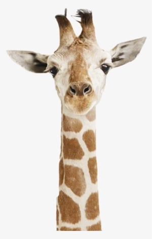 Transparent ☾ Please Don't Delete Credit ☾ Thanks