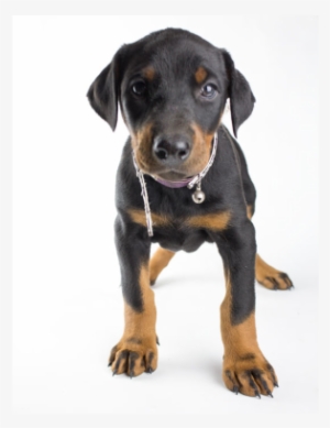 Austrian Black And Tan Hound