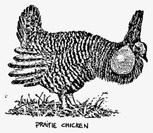 This Free Icons Png Design Of Prairie Chicken
