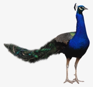 Peacocks, Quality Photo - Bird Png Hd Transparent