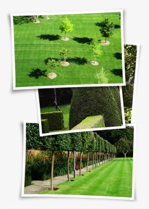 Grounds Maintenance Is The Core Service We Provide - Pleached Trees