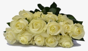 Premium Ecuadorian Roses You Choose The Quany Of Roses - Cream White Rose Png