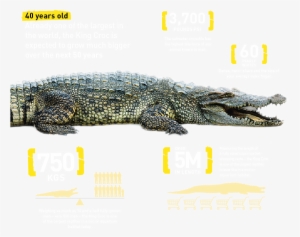 Croc Details - The Dubai Mall