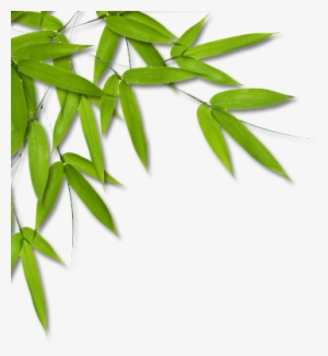 Bamboo Png Bamboo Leaves L Photo