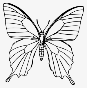Butterfly Png - Gambar Sketsa Kupu Kupu