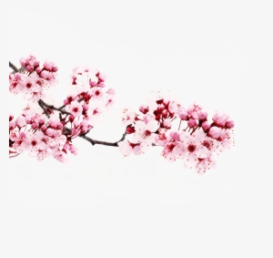 Anese Flowering Cherry Png Transpa Picture