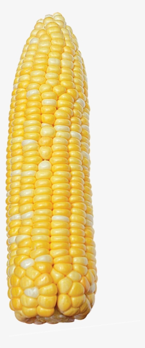 8866 Bicolor Corn - Sweet Corn