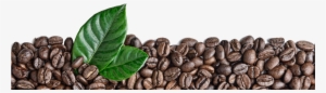 Name - Coffee Bean Leaf Png
