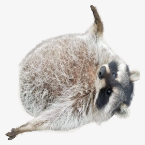 Png Of The Raccoon To Save Time For Others - Drawing