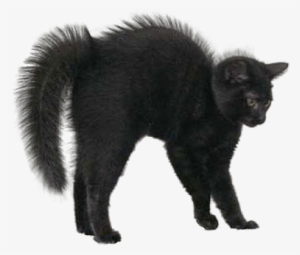 Scared Cat Halloween Transparent Png - Halloween Black Cat Png