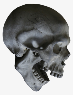 Halloween, Skull, Skeleton, Skull Head, Head, Bone - Skull