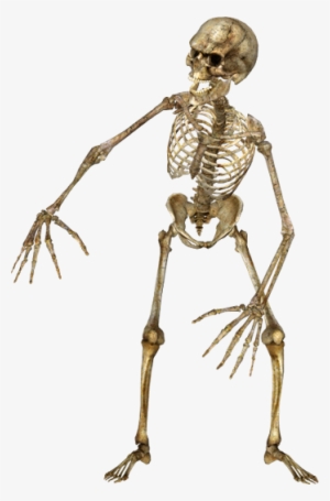 Halloween Clipart, Halloween Skeletons, Halloween Party - Human Body Gif Png