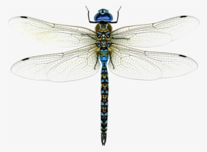 Dragonfly Png High-quality Image - Dragonflies Of Texas: A Guide To Common
