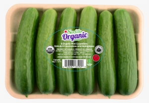 Cucumber 6 Pack - Organic Mini Cucumbers