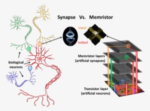 Organization Of The Biological Brain Versus Organization - Neuron Sticker (black) Vinyl Decal