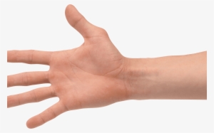 Hands Png Transparent Handspng Images Pluspng - Transparent Hand Png