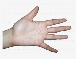 Scientific Paper Stating The Human Hand Was Designed - Human Hand Female