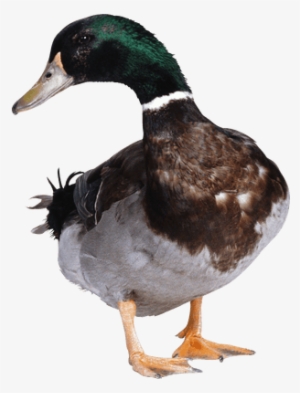 Baby Duck Transparent Png Stickpng - Duck Png