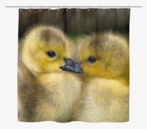 99 High Quality Baby Ducks Textured Shower Curtain - Cute Baby Tropical Rainforest Animals