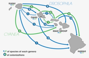 Colonization Events Of Species From The Genus Cyanea - Cyanea