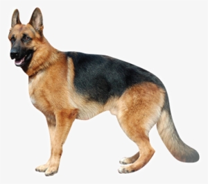 Ovejero - Große Hunde