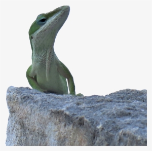 Tiny Dino - Carolina Anole