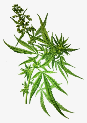 Weed Transparent Background Download - Cannabis Sativa