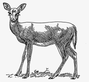 This Free Icons Png Design Of Doe 1