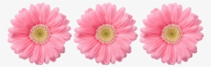 Sun Flower Pink Png