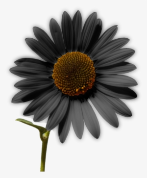 Sunflower Png Tumblr - Invisibobble 'power' Hair Ring