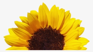 Stoney Bologna - Clear Background Sunflower Png