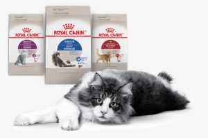 Nielsen Through Scantrack Service For The Cat Food