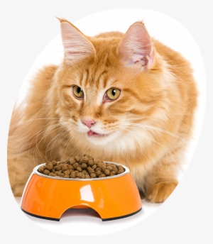 Dry Food By Ospelt Is Available In Stand-up Pouches - Cat Grabs Treat