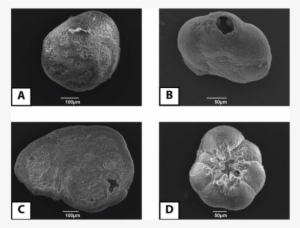 A) Rosalina Sp., (b) Aubignyna Sp. (broken), (c) Cibicides - Cibicides